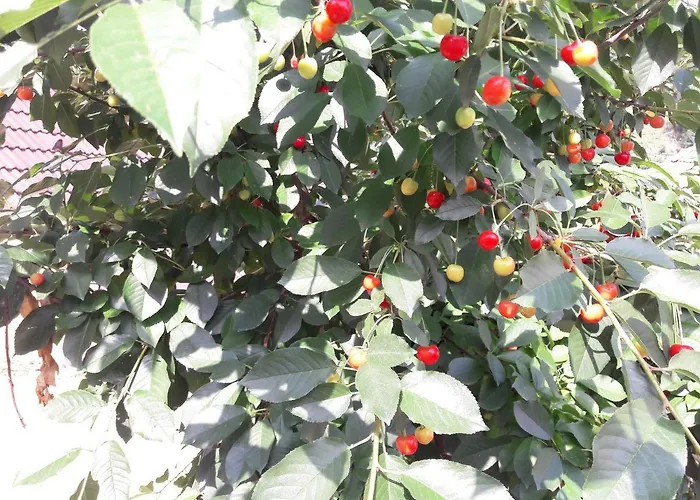 Casa Schei * 布拉索夫